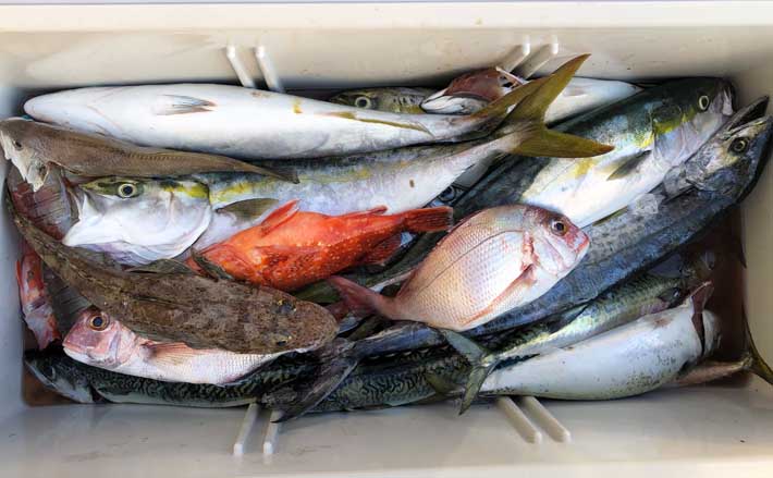 ジギング タイラバゲームで8魚種キャッチ 夏の鳥羽沖ルアー釣りが熱い Tsurinews