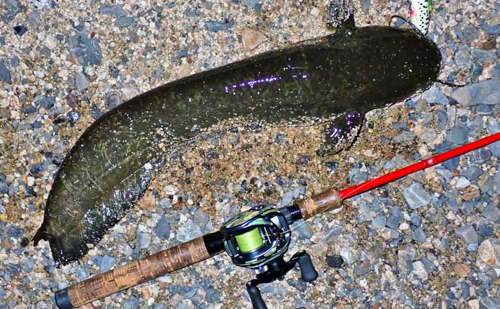 ナマズゲームで55cm極太キャッチ 流れの合流点をピンポイントで狙う