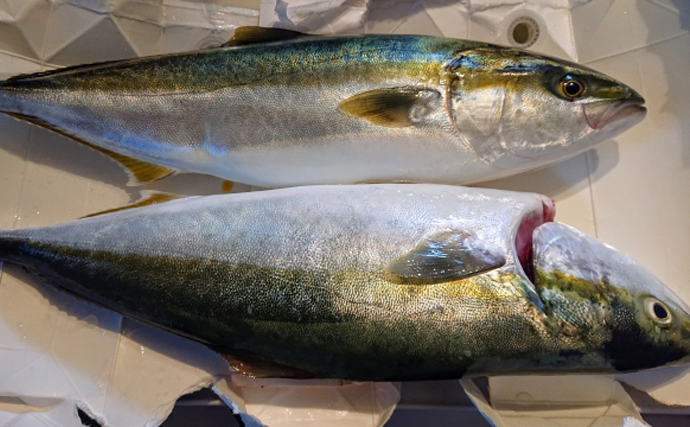 「北海道の魚はサケ」は今は昔？　温暖化で新しい魚種に目を向ける動き