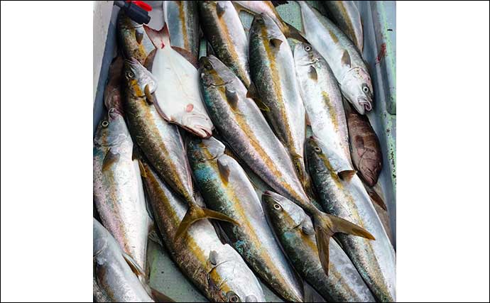 【福岡】沖釣り最新釣果　落とし込みで大型マダイにヒラマサ数釣りも
