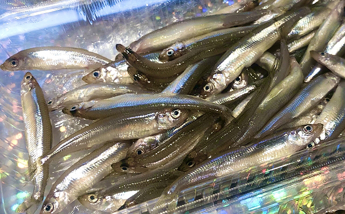 諏訪湖のワカサギ漁は回復途上　「食用」ではなく「採卵用」がメイン？