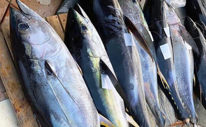 相模湾キハダマグロ釣りの新潮流『エビング』を初心者向けに解説