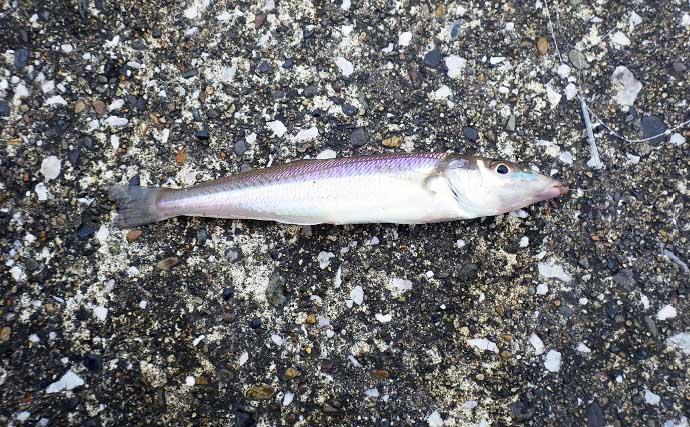 東京湾奥で美味なゲスト魚『ギマ』増殖中？　ちょい投げ釣りでご対面