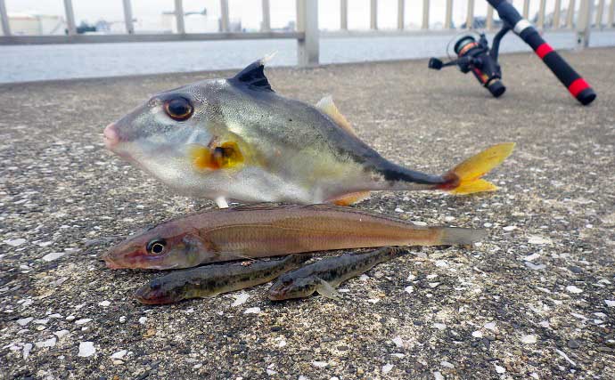 東京湾奥で美味なゲスト魚『ギマ』増殖中？　ちょい投げ釣りでご対面