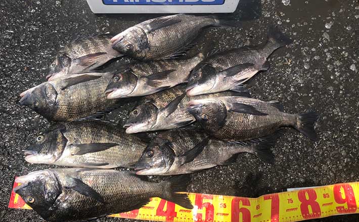 チヌフカセ釣りでツ抜け達成 さしエサを「動かさない」が吉【和歌山