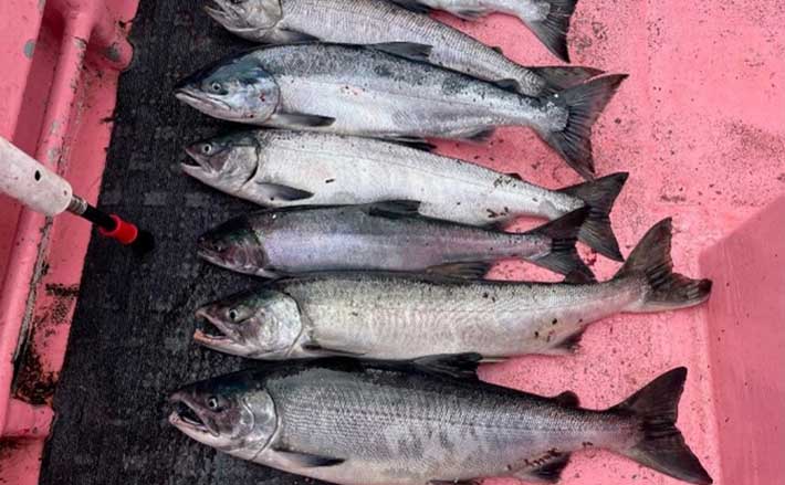 知床ウトロ発 アキアジ 鮭 釣り 満喫 カワハギ釣りファンにお勧め Tsurinews