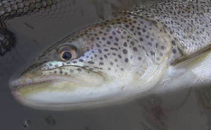 北海道　シュマリナイ　朱鞠内湖　イトウ　ポスター　希少　美品　送料込み 朱鞠内湖 - 北海道の観光情報ならデジタルマップGnome 北海道