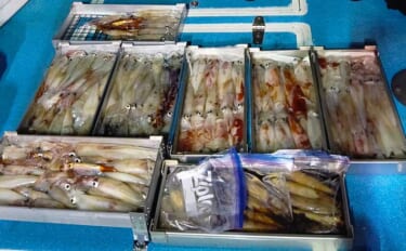 【福岡】夜焚きイカ最新釣果　ダブル・トリプルもあり釣る人100尾超え