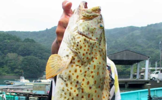 【三重】カカリ釣り最新釣果　アジ泳がせで想定外53cmチャイロマルハタ
