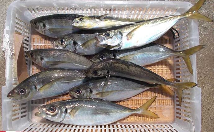 夏が美味の「マルアジ」釣り　庶民派の魚は安価なサビキ仕掛けがお好き？