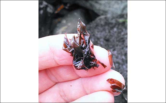 千葉県で新種の「ノリ」が発見　実は意外と種類豊富な「海苔」の原料
