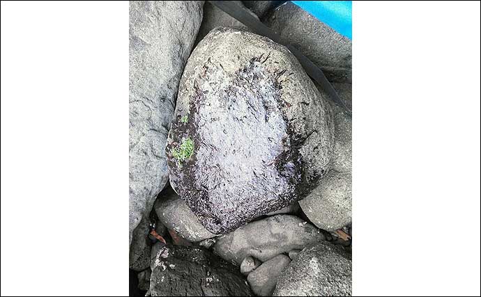 千葉県で新種の「ノリ」が発見　実は意外と種類豊富な「海苔」の原料