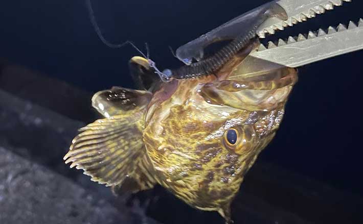 陸っぱりライトゲームのサカナ図鑑 タケノコメバル 引き強く味は美味 Tsurinews