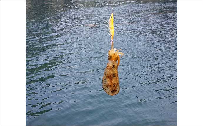 秋のアオリイカシーズン開幕　陸っぱりエギングタックル＆釣行装備