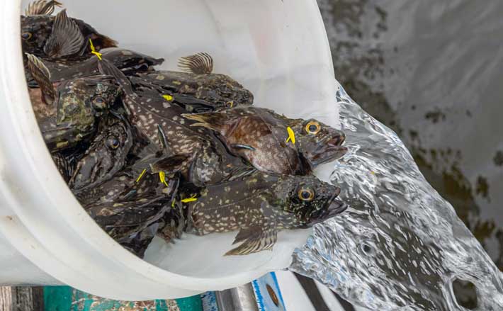 東京湾でカサゴの稚魚3万尾を放流 環境保全のために遊漁船5隻が協力
