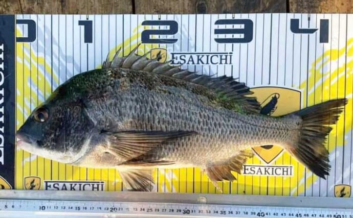 【三重】カカリ釣り最新釣果　45cmオーバー頭に秋クロダイ好調継続中