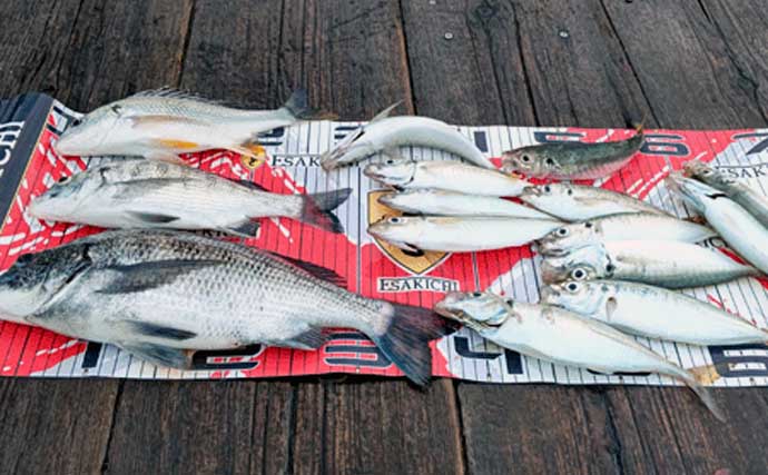 【三重】カカリ釣り最新釣果　45cmオーバー頭に秋クロダイ好調継続中