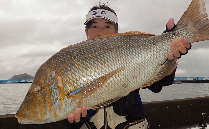 波止でのカゴ釣りで80cm超え「タバメ（フエフキ）」堂々浮上 | TSURINEWS