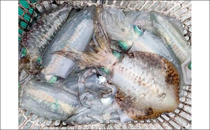 【福井・石川】沖釣り最新釣果　タイラバで70cm級マダイ多数キャッチ