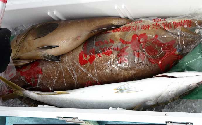 活きイカエサで高級魚「アラ（クエ）」釣り　13kg頭に本命2尾キャッチ