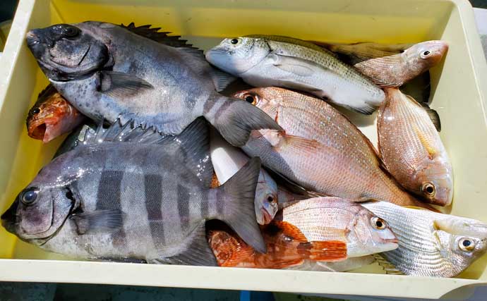 【愛知・三重】沖釣り最新釣果　タチウオ釣りで良型混じり3ケタ達成も