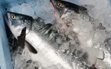 希少な「天然ギンザケ」が謎の大量漁獲　養殖種としては超メジャー魚