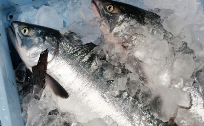 希少な「天然ギンザケ」が謎の大量漁獲　養殖種としては超メジャー魚