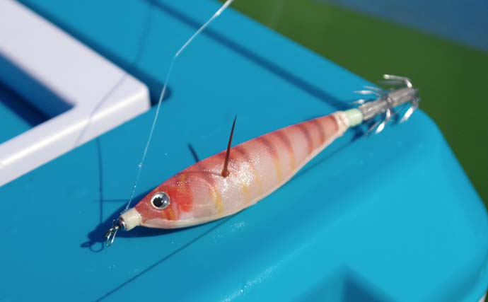 東京湾スミイカシーズンが開幕　基本的な釣り方と最新の釣況を紹介