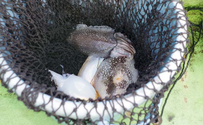 東京湾スミイカシーズンが開幕　基本的な釣り方と最新の釣況を紹介