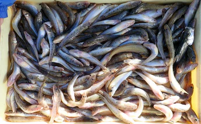 【愛知・三重】沖のエサ釣り最新釣果　型数ともにタチウオ狙い目か