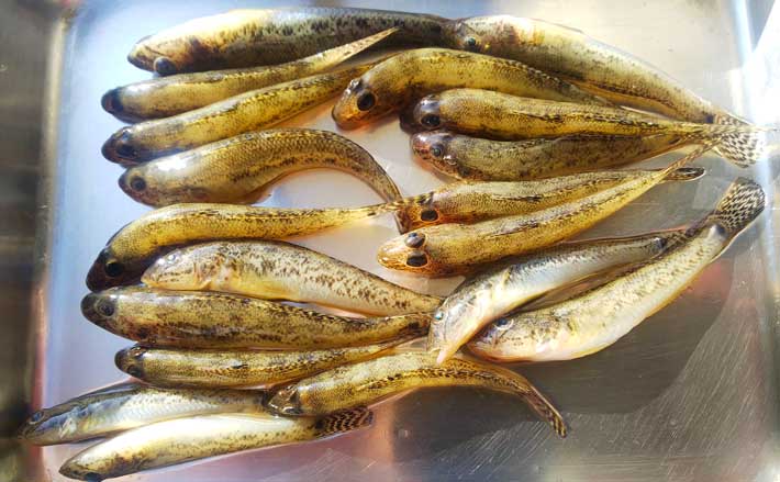 ハゼのエサ釣りで本命19尾 誘いやアワセなど変化をつけて拾い釣り成功 Tsurinews