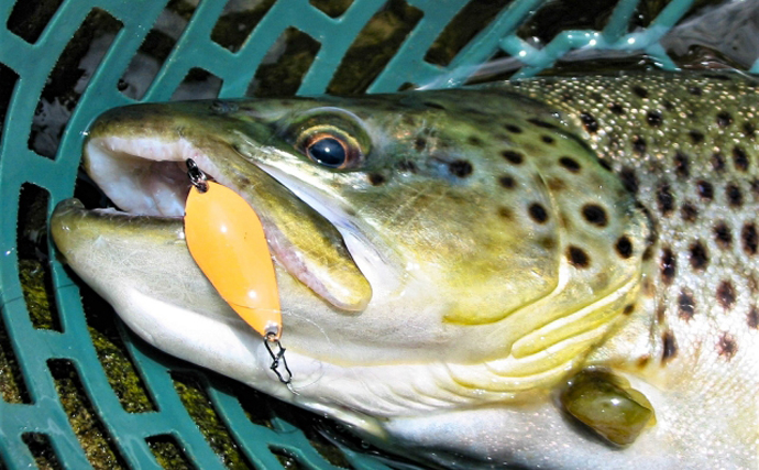秋田で外来魚「ブラウントラウト」の駆除を実施　魚食性と交雑が問題？
