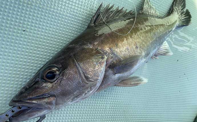 日本海で幻の魚『アラ』釣り堪能　船中トップは8尾と今期の好調を実感