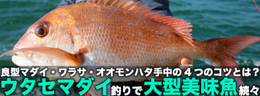 『ウタセマダイ』釣りで大型美味魚が続々　釣果アップの4つの近道とは？