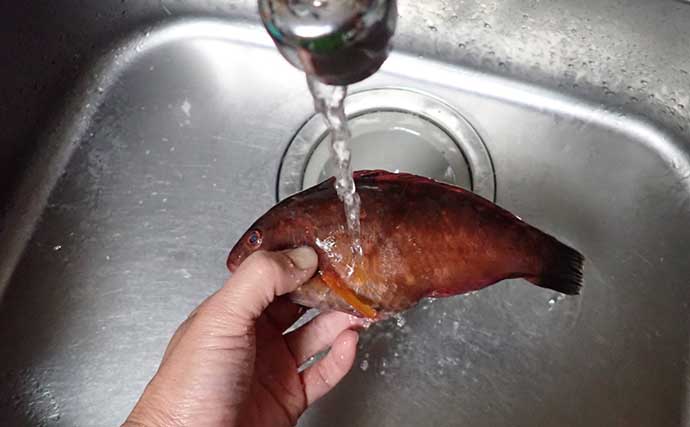ゲスト魚レシピ：「ササノハベラ」のゴマ和え　雑魚が高級料亭の味に？