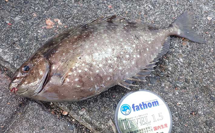 厄介なゲスト魚 アイゴ が大量発生中 危険な 毒針 対策グッズ3選 Tsurinews