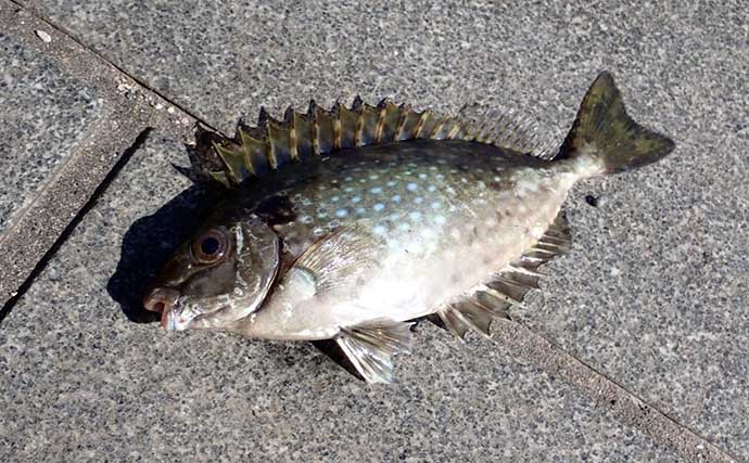厄介なゲスト魚『アイゴ』が大量発生中　危険な「毒針」対策グッズ3選