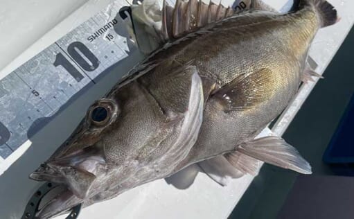 日本海で幻の魚『アラ』釣り堪能 船中トップは8尾と今期の好調を実感 | TSURINEWS