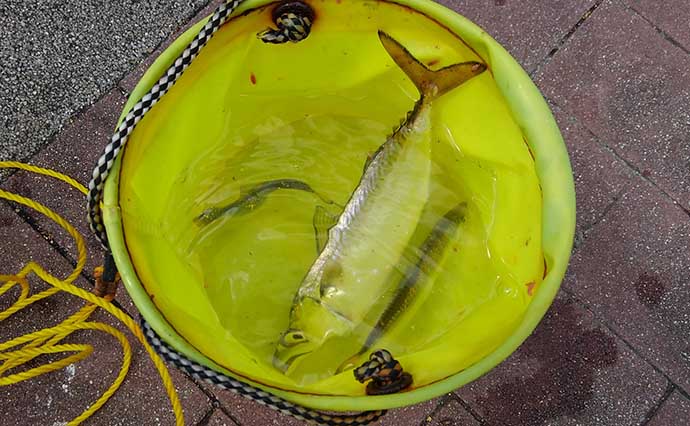 東京湾奥「サビキ釣り」トップシーズン到来　タックルとキホンの釣り方