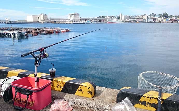 三浦半島の「秋クロダイ」攻略法　エサ取り対策とオススメ釣り場を紹介