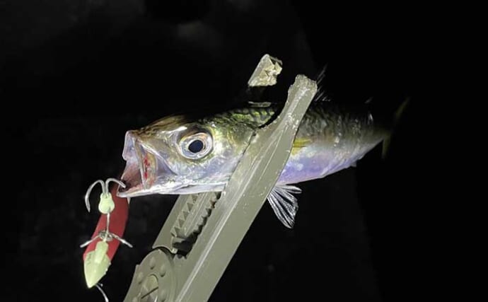 大阪南港にてタチウオゲーム　本命不発も『ワインド』釣法でサバ祭りに