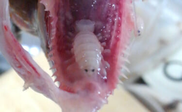 「魚の舌を切り離して取って代わる」とされる寄生虫がアメリカで話題に