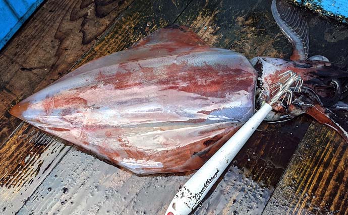 コマセ＆イカのリレー釣りで特大マダイ82cm浮上　タルイカは小型のみ