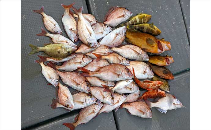 【福岡】沖のエサ釣り最新釣果　ひとつテンヤでマダイ船中80匹と好機