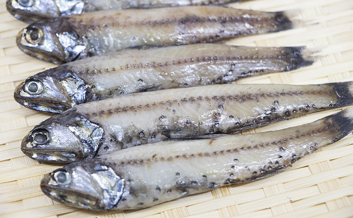 愛知県で「深海魚の化石群」が発掘　筋肉や内臓が残っていると話題に