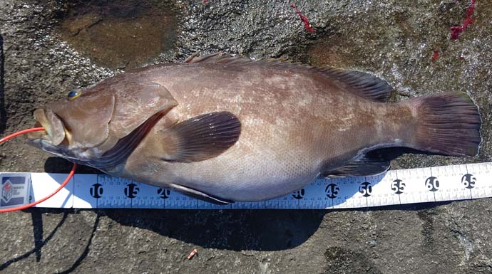 沖磯からエサ釣りで高級根魚連発　想定外の67cm極太クエも堂々参上