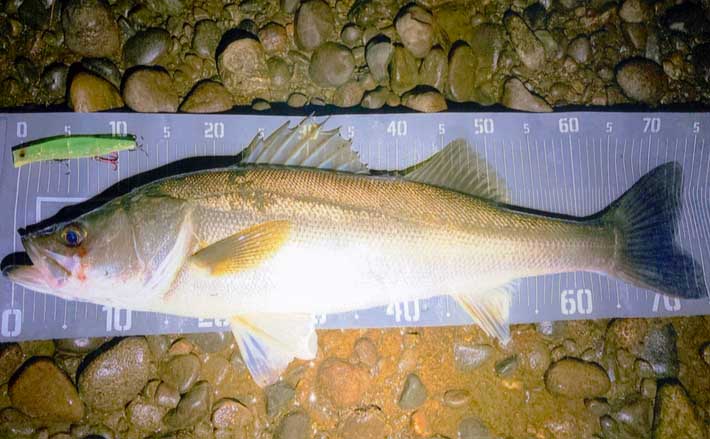 落ちアユパターン】シーバスゲームで75cm頭に60cmアップ9匹と快