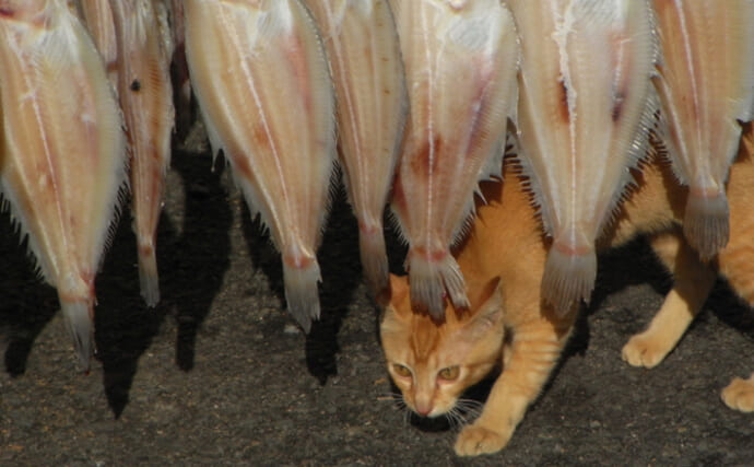 猫に与える魚介類には注意が必要　イカだけでなく貝やイワシまでNG？