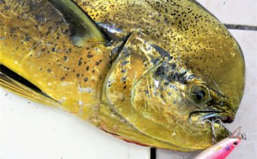 沖縄で「幸福を呼ぶ魚」フーヌイユの干物作り　正体は人気釣り対象魚？