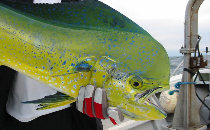 沖縄で「幸福を呼ぶ魚」フーヌイユの干物作り　正体は人気釣り対象魚？